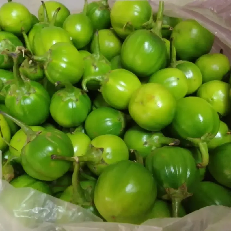 Bitter EggPlant